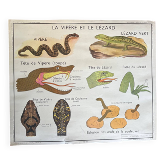 Old school poster Nightingale - Bird Families / The Viper