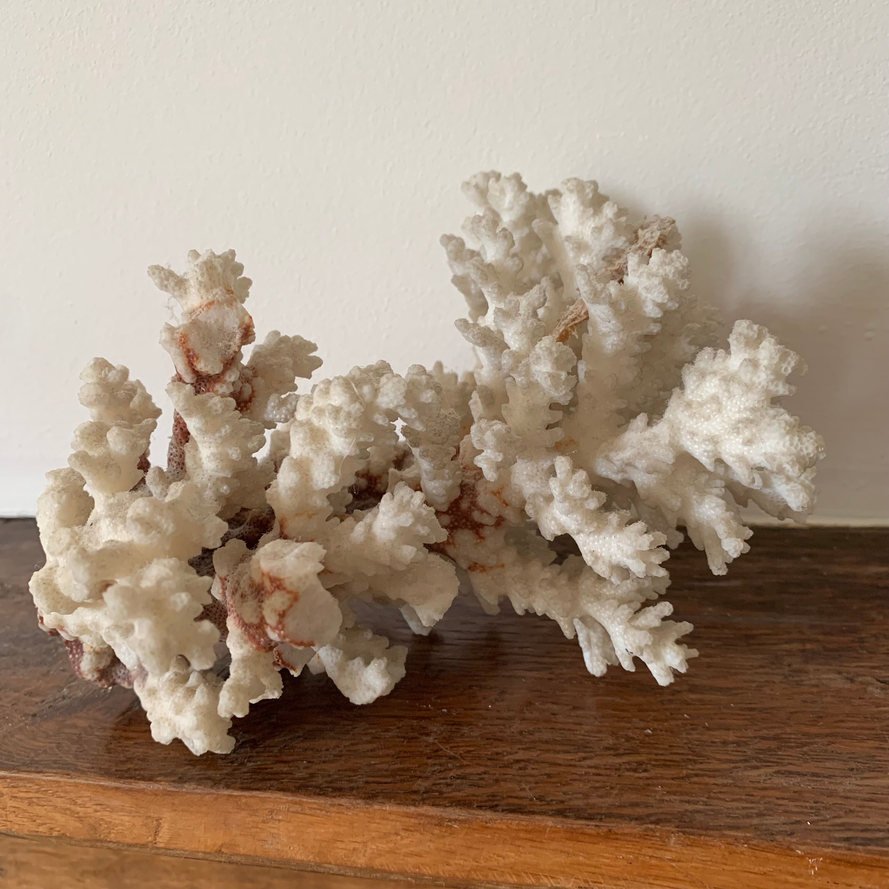 White coral and seahorse