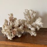 White coral and seahorse