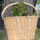 Panier a velo en rotin, osier tresse, avec anse et crochets, vintage