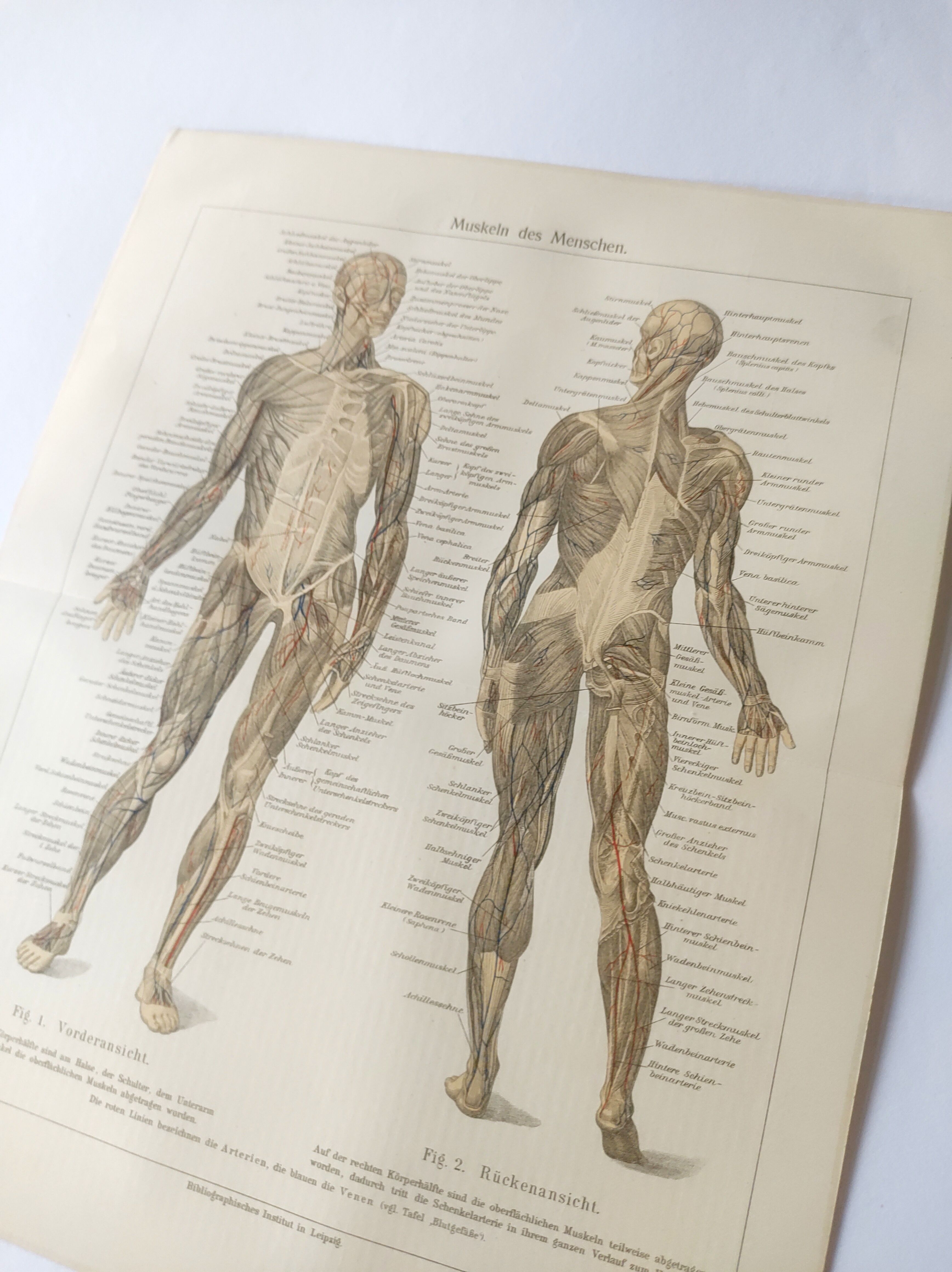 Antique print - Human anatomy - Muscles - Chromo-lithography from 1909