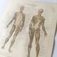 Antique print - Human anatomy - Muscles - Chromo-lithography from 1909