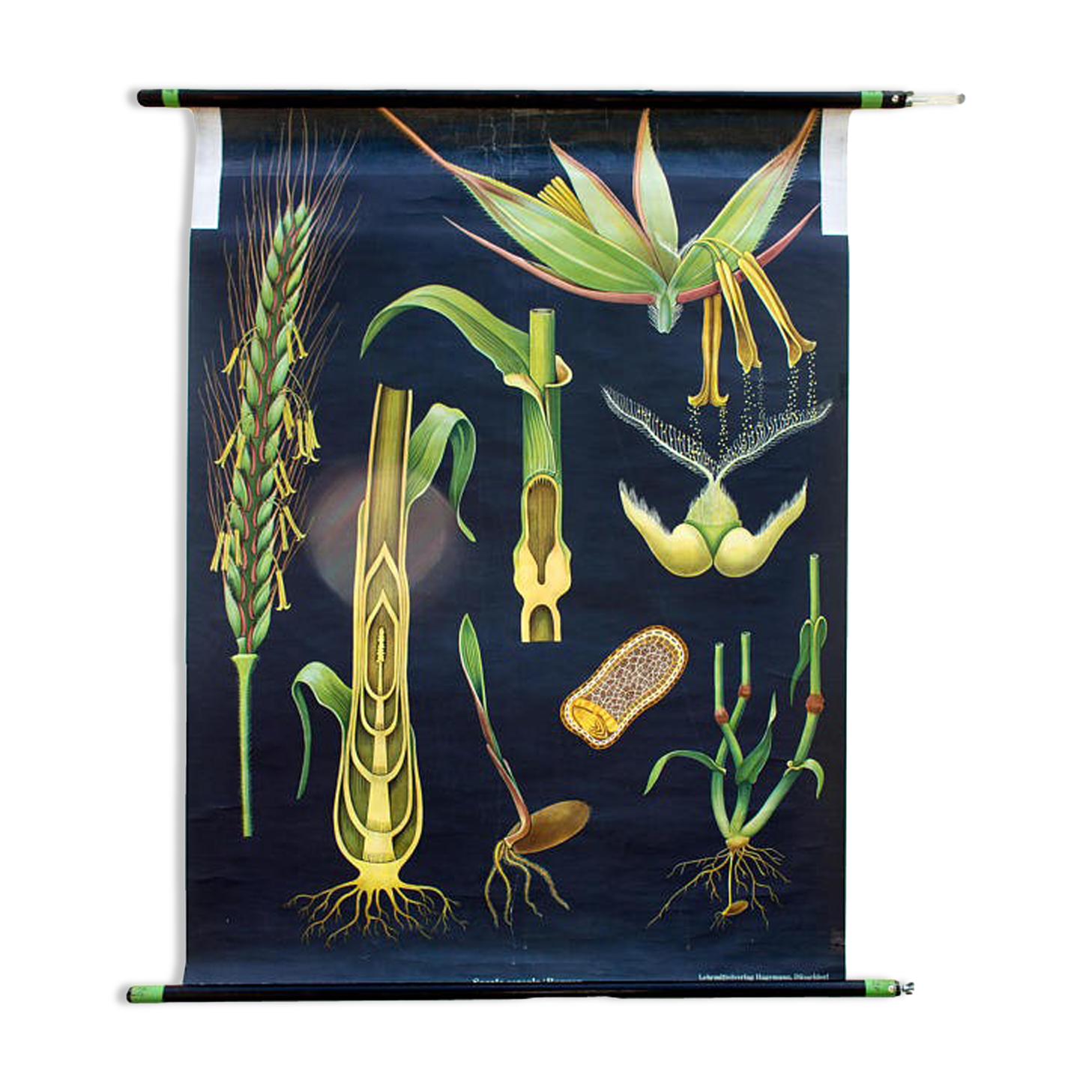 School Wall Poster by Jung-Koch-Quentell "Cereals" 1972