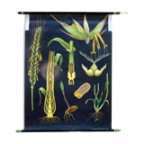 School Wall Poster by Jung-Koch-Quentell "Cereals" 1972