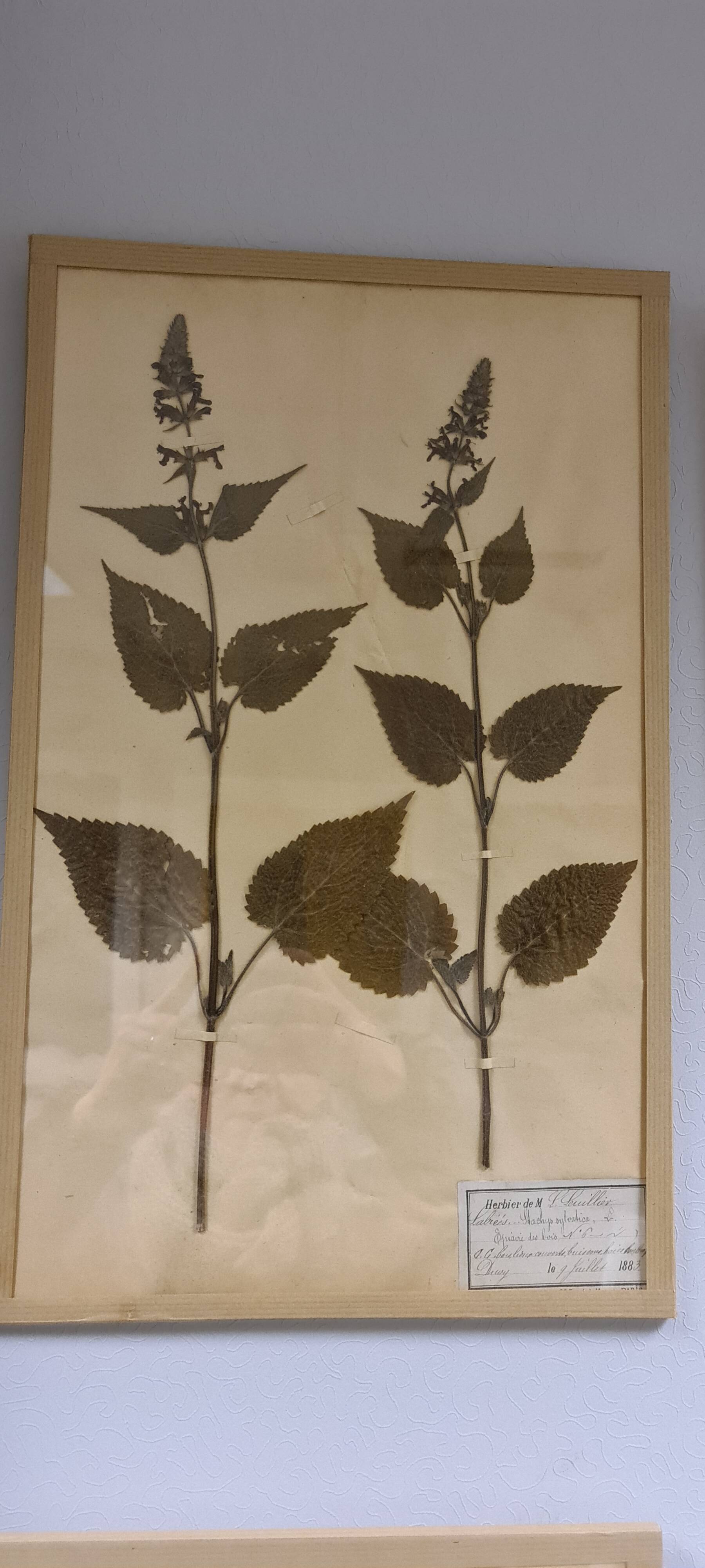 Herbier, 19th