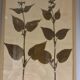 Herbier, 19th