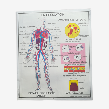 Affiche scolaire Rossignol N°5 Le coeur N°6 La circulation vintage