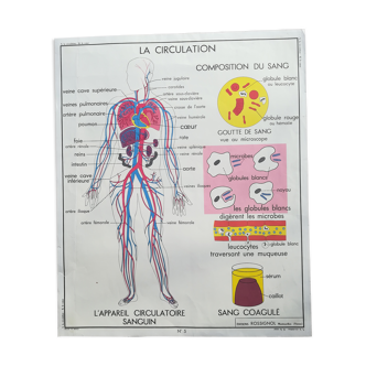 Affiche scolaire Rossignol N°5 Le coeur N°6 La circulation vintage