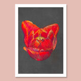 Pastel Tulip Heart - A4 - flower