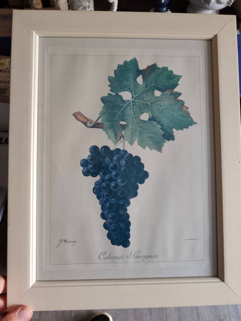 Framed reproduction lithograph of the ampelography treaty by Viala 1901.
