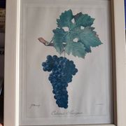 Framed reproduction lithograph of the ampelography treaty by Viala 1901.