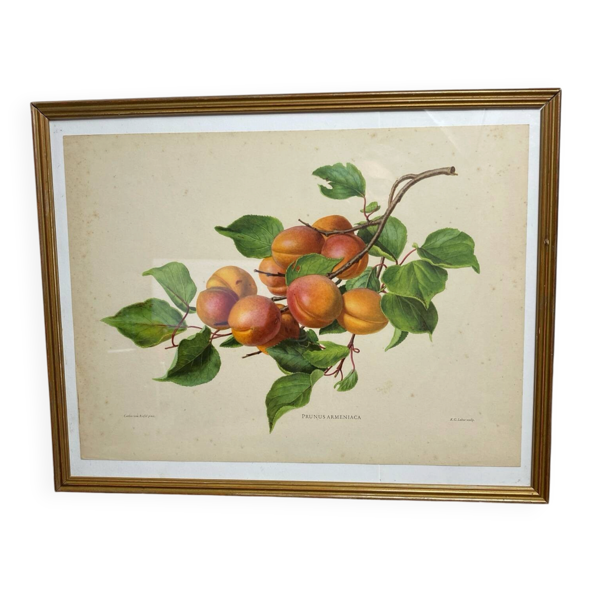 Affiche botanique, Prunus Armeniaca