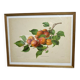 Affiche botanique, Prunus Armeniaca