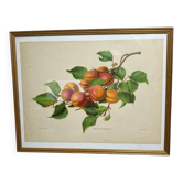 Botanical poster, Prunus Armeniaca