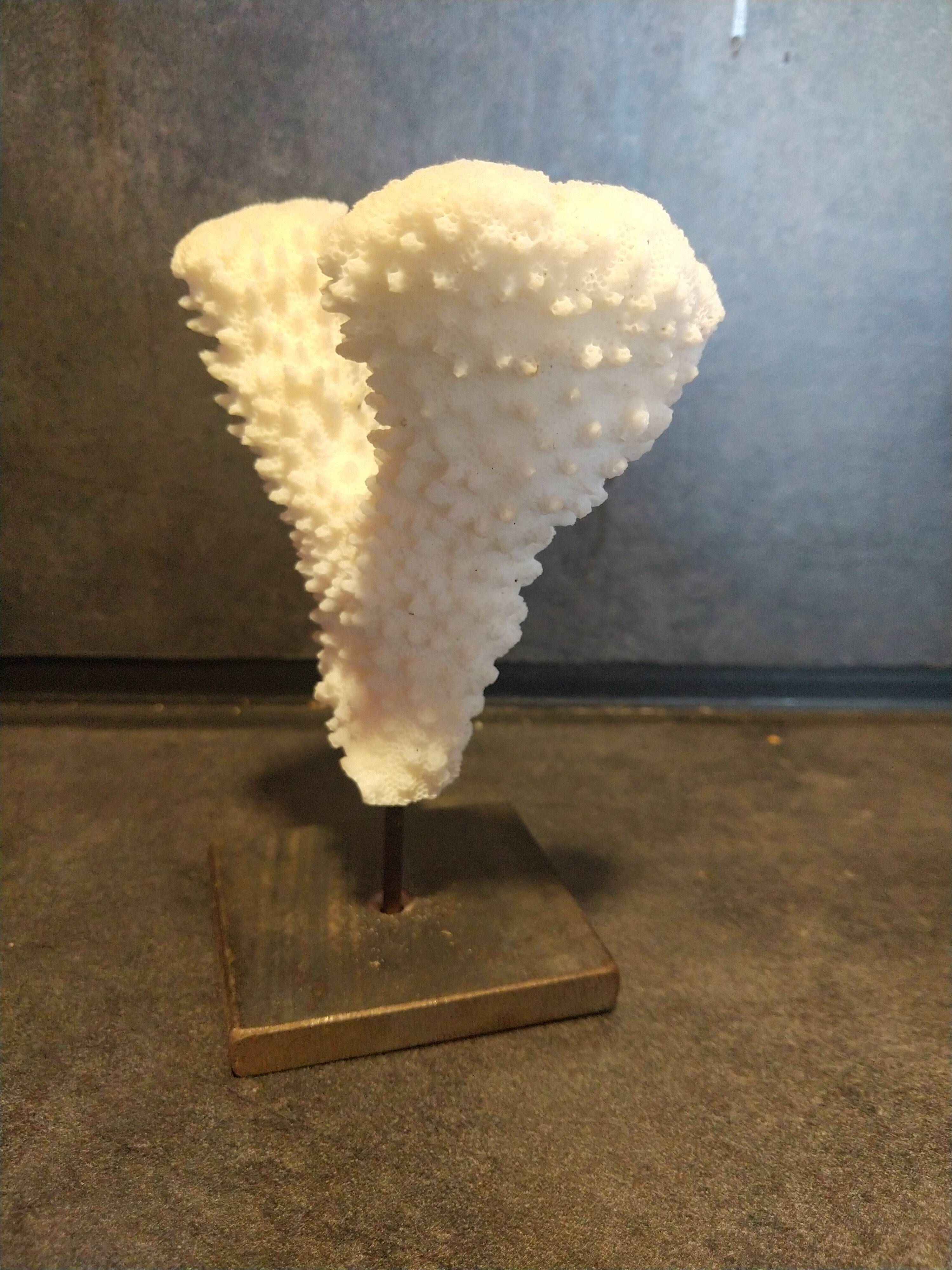 Coral on pedestal