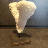 Coral on pedestal