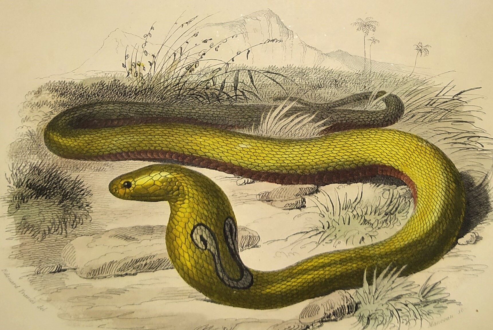 Original zoological plate of 1839 "saurian" nasic,....