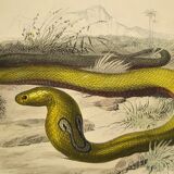 Original zoological plate of 1839 "saurian" nasic,....