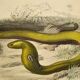 Original zoological plate of 1839 "saurian" nasic,....