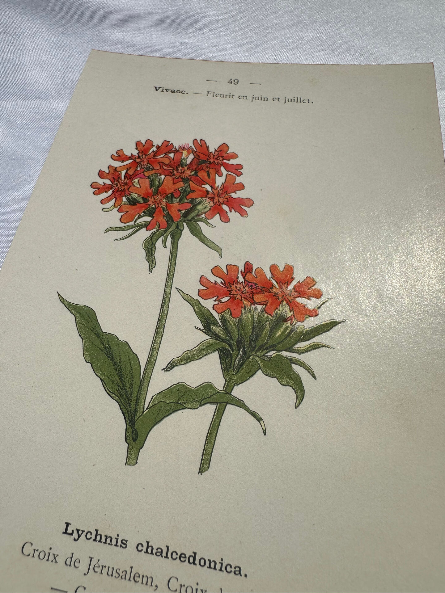 Botanical plate engraving flower 1800 double-sided coloured
