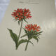 Botanical plate engraving flower 1800 double-sided coloured