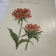 Planche botanique, gravure fleur 1800