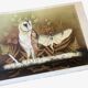 Lithograph (large format) Owl Jobin Paris Grapholith
