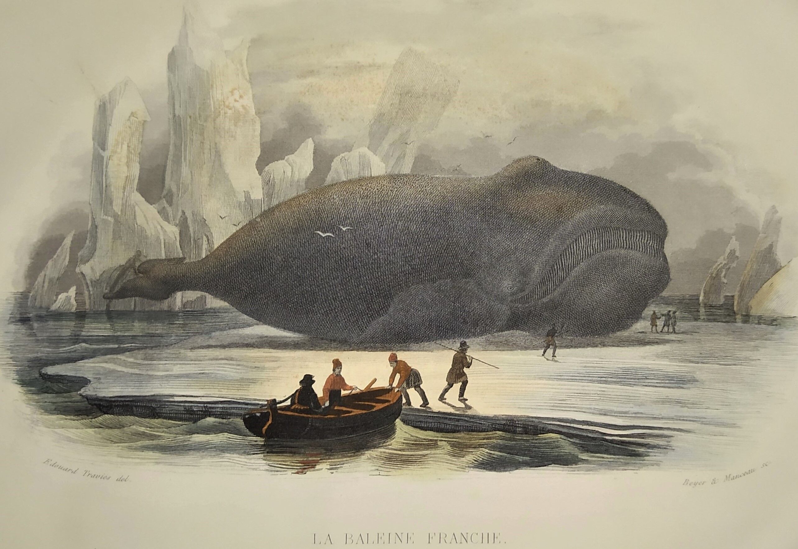 Original zoological plate of 1839 " the right whale "