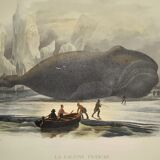 Original zoological plate of 1839 " the right whale "