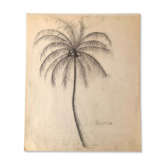 Drawing "Coconut tree"