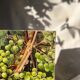 Vintage French still life - grapes (30x30 cm)
