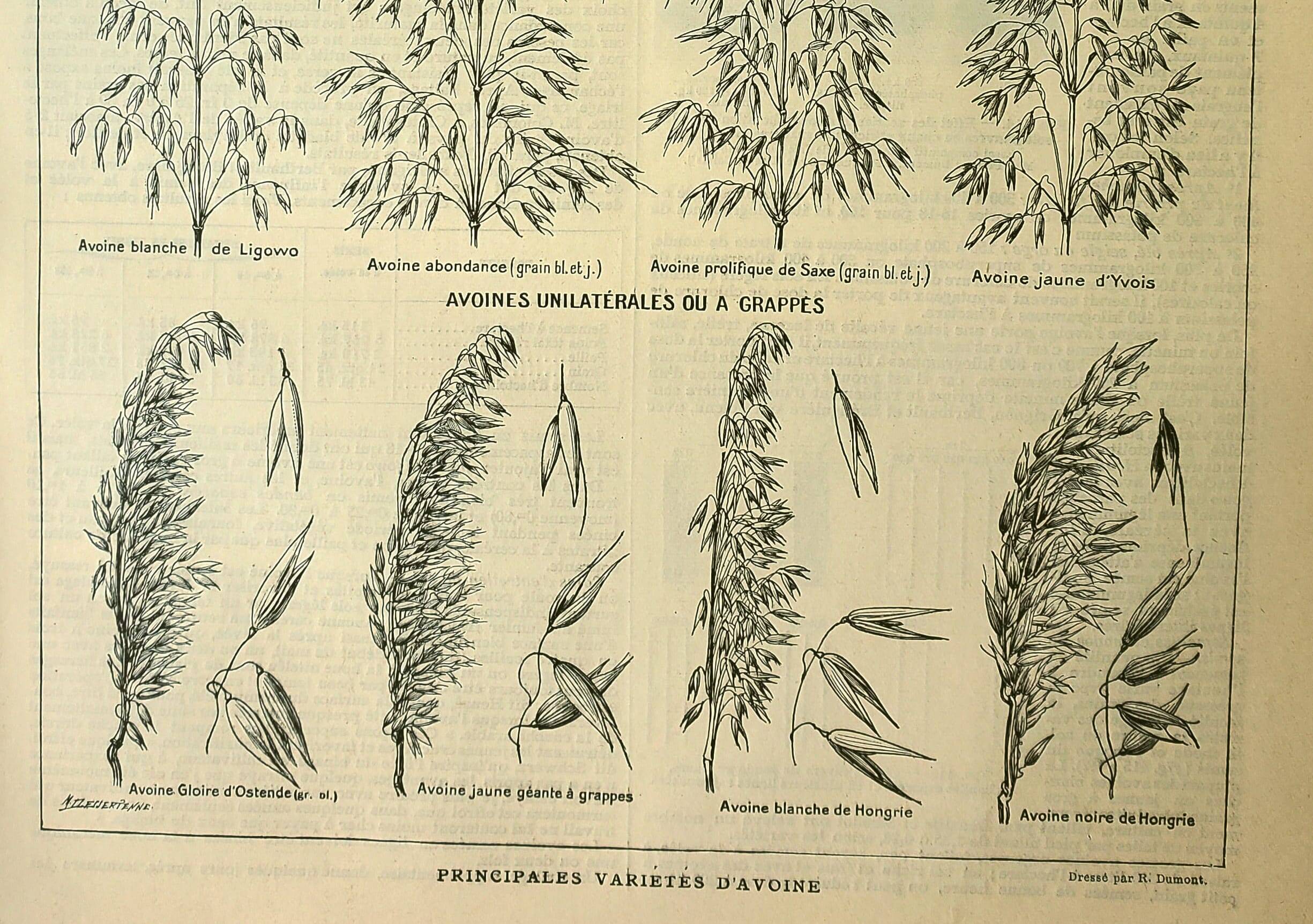 Botanical plate 1921 M. Dessertenne - Oats, varieties, cereals, flakes