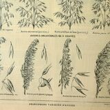 Botanical plate 1921 M. Dessertenne - Oats, varieties, cereals, flakes