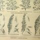 Planche botanique 1921 M. Dessertenne - Avoine, variétés, céréales, flocons