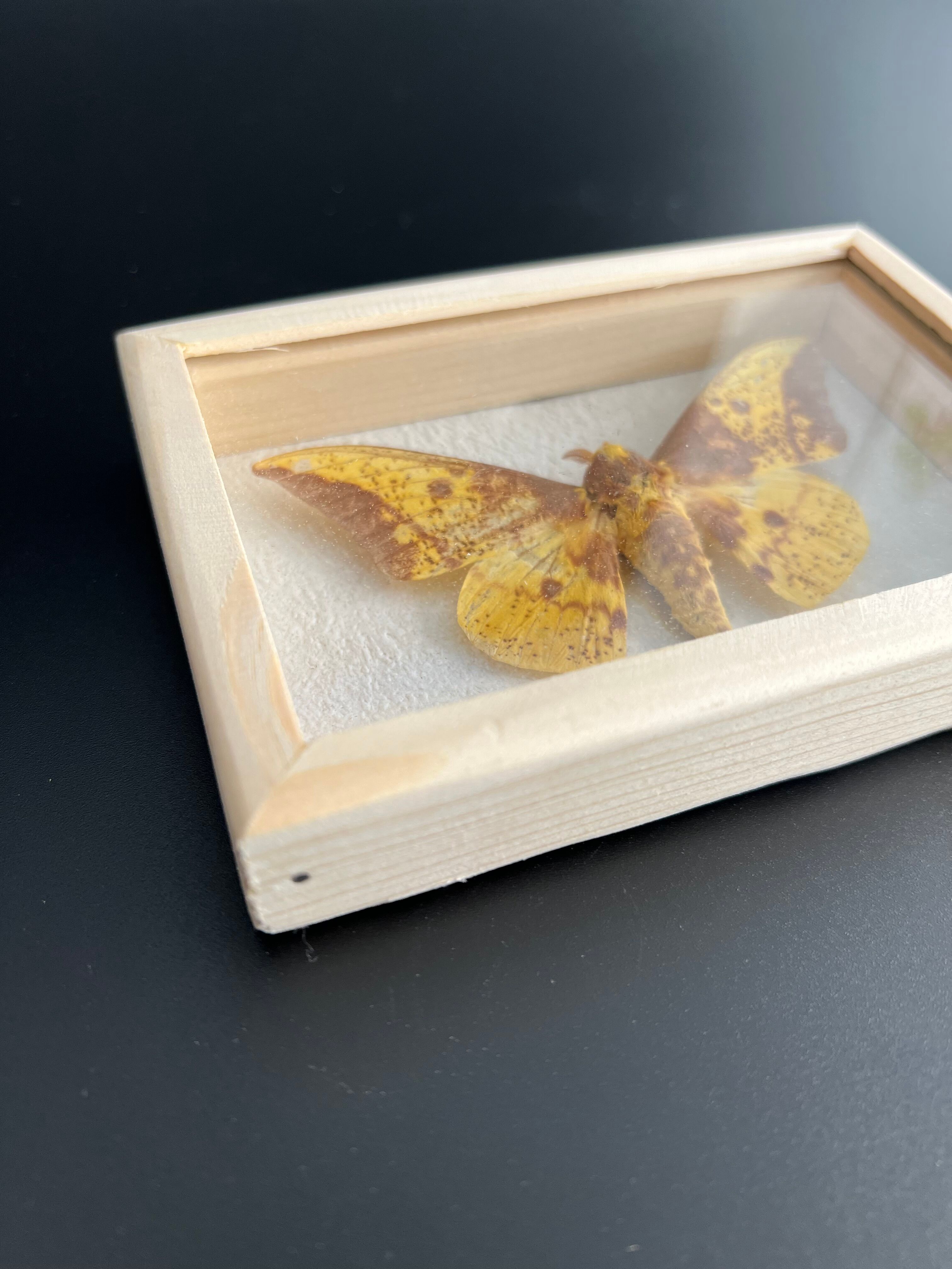 Butterfly frame Naturalized