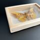Butterfly frame Naturalized