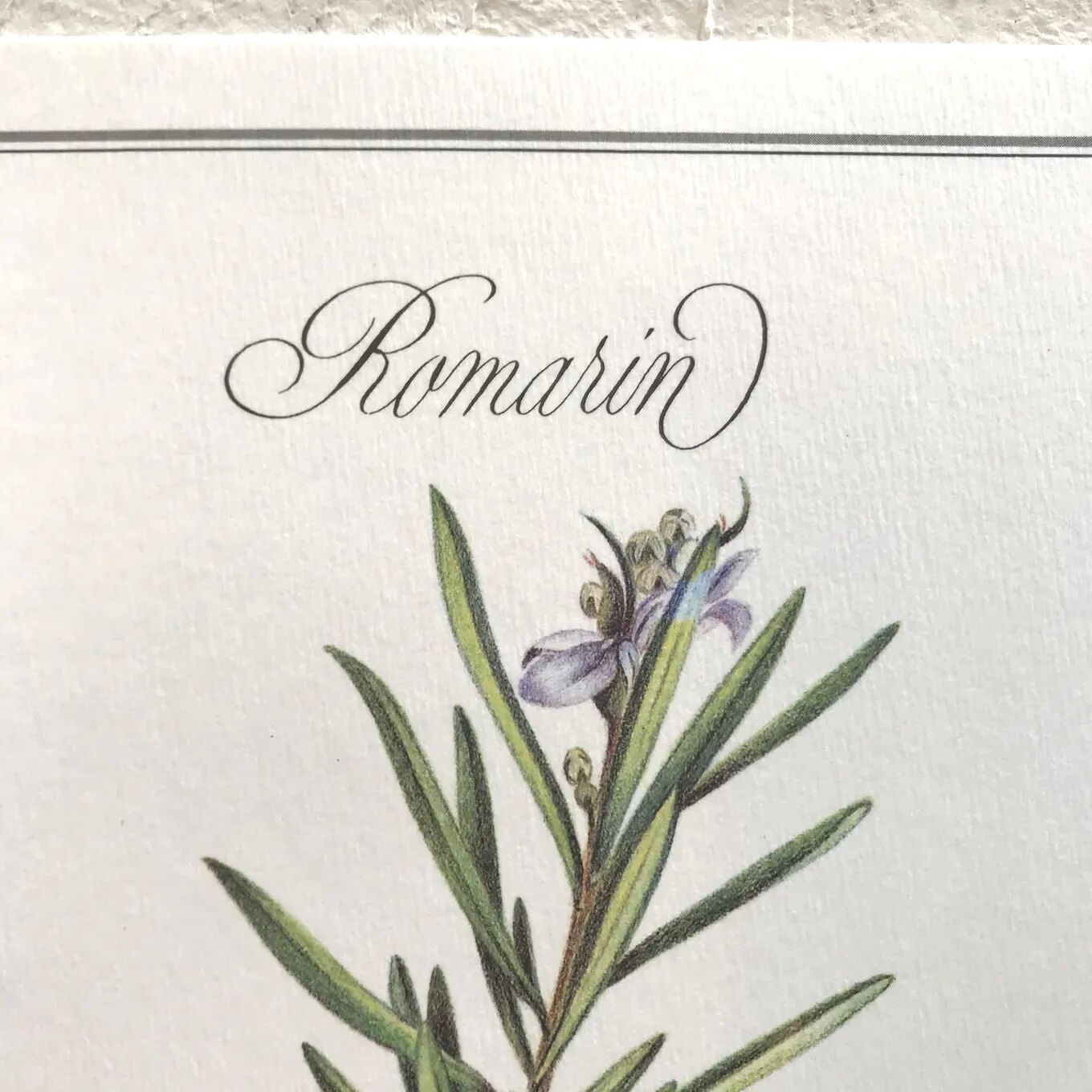 Botanical plate rosemary