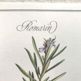 Botanical plate rosemary