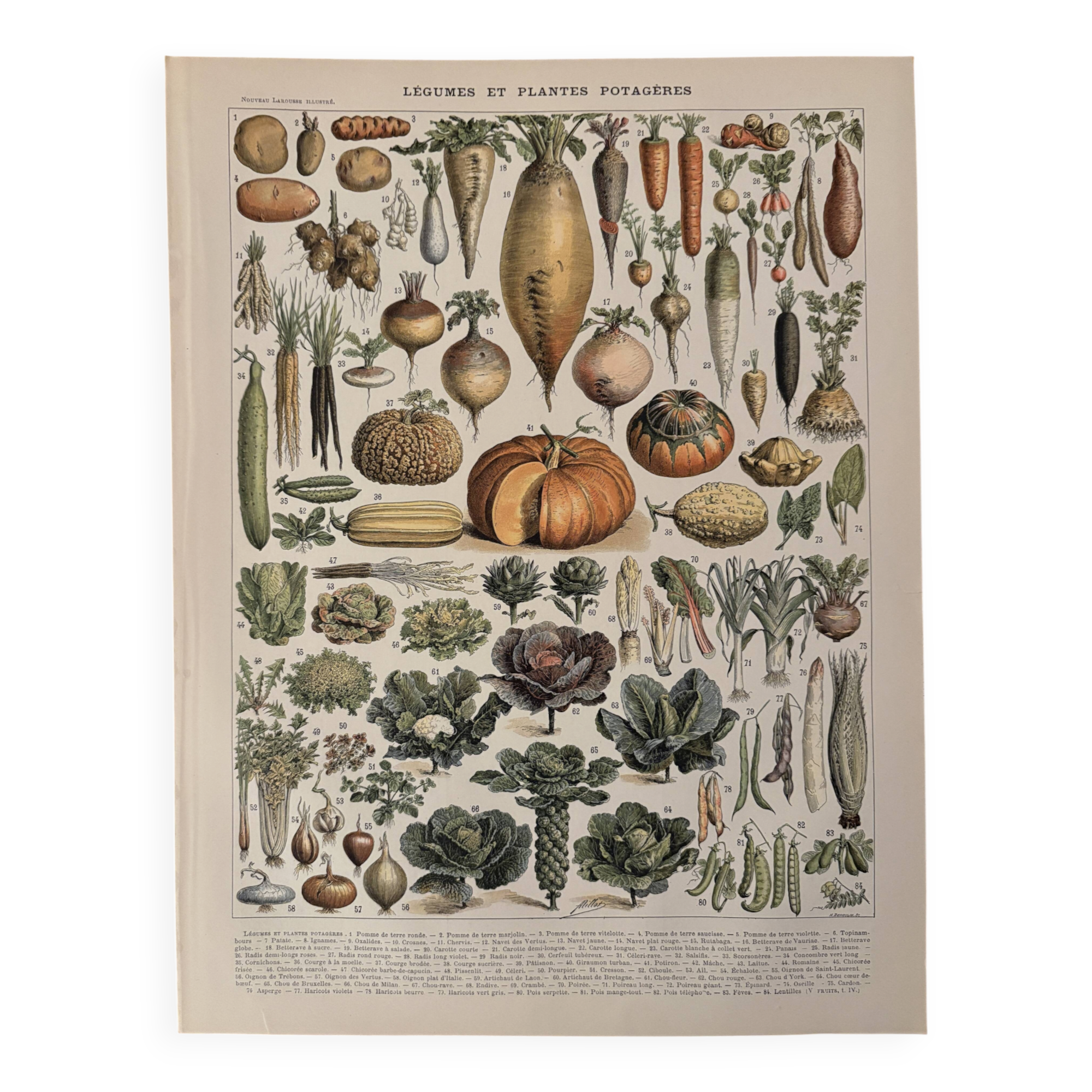 Old illustrated plate on vegetables and garden plants (1900)