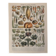 Old illustrated plate on vegetables and garden plants (1900)