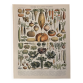 Old illustrated plate on vegetables and garden plants (1900)