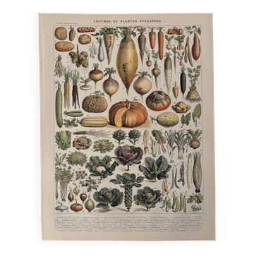 Ancienne planche illustrée sur les légumes et plantes potagères (1900)
