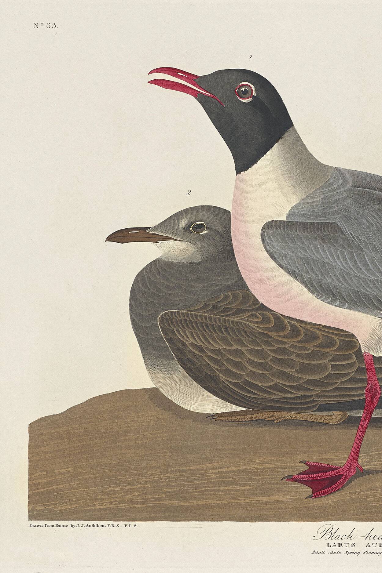 Poster about the laughing gull, based on an old engraving from 1827.