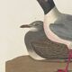 Poster about the laughing gull, based on an old engraving from 1827.