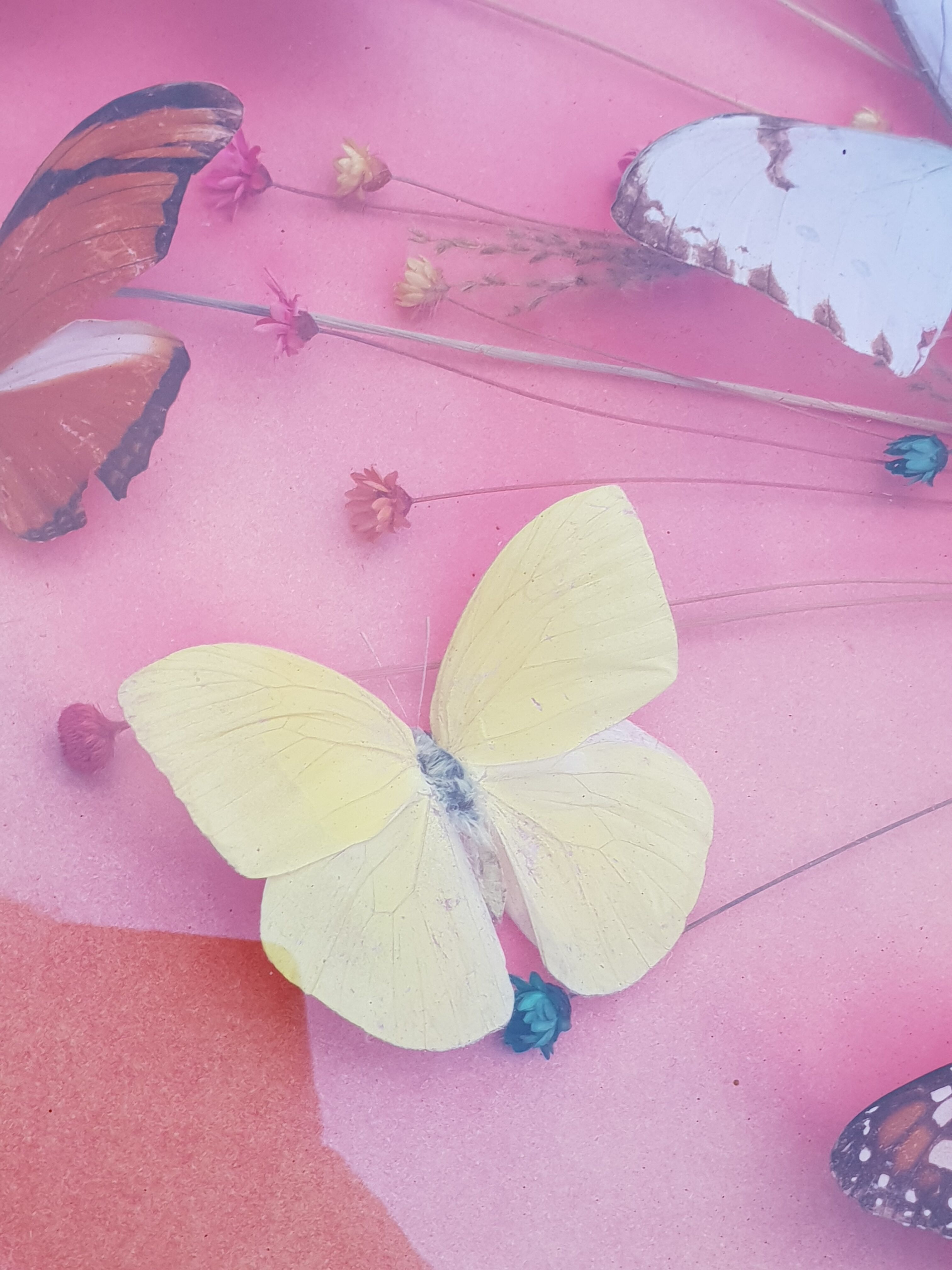 Round frame butterflies naturalized