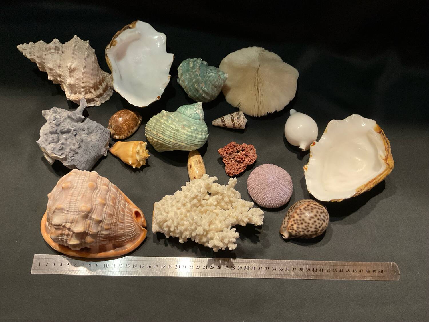 Shell collection