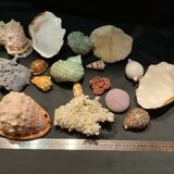 Shell collection