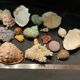 Shell collection
