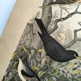 Large antique engraving, 1886 - Thrushes and European birds. Lithograph.