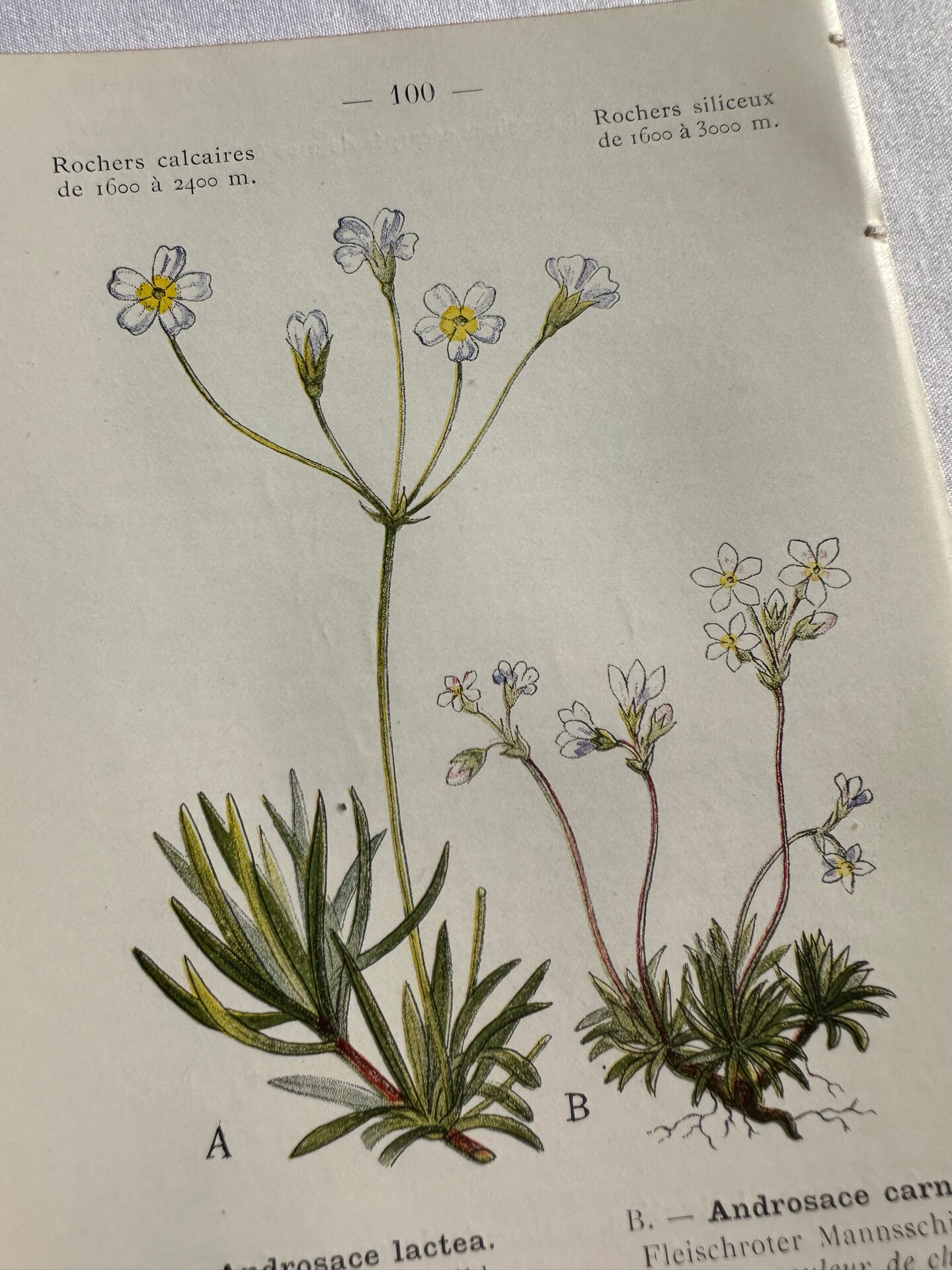 Naturalist Plate – 19th Century Botanical Engraving, Double-Sided